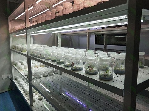 濮阳植物组织培养实验室设计建设方案